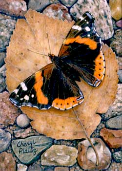 Red Admiral Butterfly Cheryl Plautz Medford WI acrylic NFS